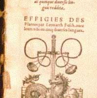 Fuch's "Plantarum Effigies"
