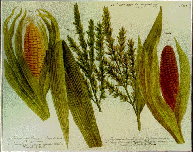 Indians Corn
