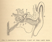 Sectional view of the left ear