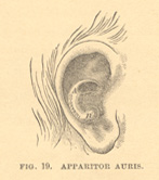 Apparitor Auris illustration