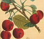Cherry tree from Chaumeton’s “Flore Medicale,” 1831-33