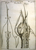 Illustration from "Acta medica et philosophica hafniensa"