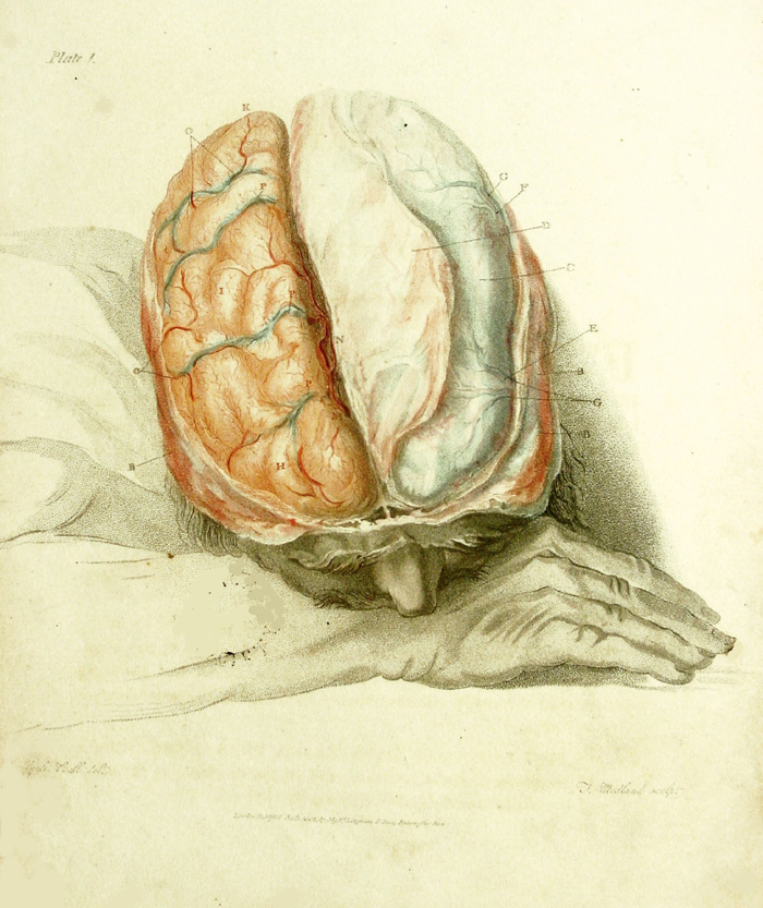The brain, as illustrated by Sir Charles Bell in 'The anatomy of the brain,' 1802