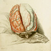 Illustration of the brain, from the H. Richard Tyler Collection