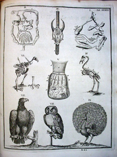 Engraved plate from Blasius' 1681 'Anatome animalium'