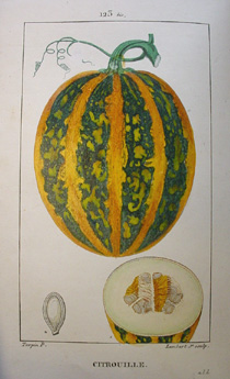 Hand colored copper engraving from Chaumeton's 'Flore medicale'