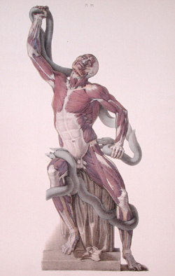 Color lithographic print from a Julien Fau anatomy atlas, 1866