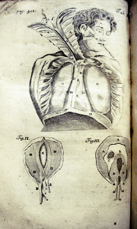The lungs and diaphragm, as illustrated in Thomas Gibson's 'The Anatomy of Human Bodies Epitomiz'd'