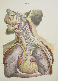 The sympathetic nervous system, as illustrated in Hirschfeld's 'Nevrologie et esthesiologie,' 1866