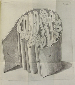 Foldout plate from Malpighi's 1669 'Epistolae anatomicae'