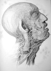 Illustration of the facial nerves, from Charles Bell's 1821 "On the nerves"