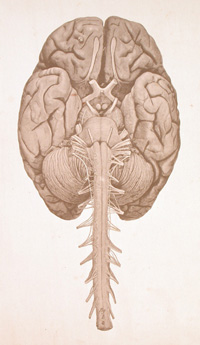 The brain and upper part of the spinal cord, as illustrated in an 1872 German medical atlas
